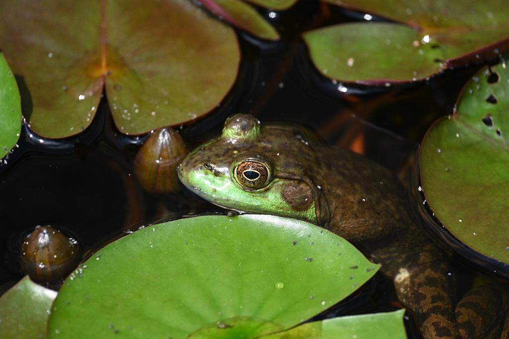 2025-08150108 Tower Hill Botanic Garden, MA.JPG - Green Frog. New England Botanic Garden at Tower Hill, MA, 8-15-2025
